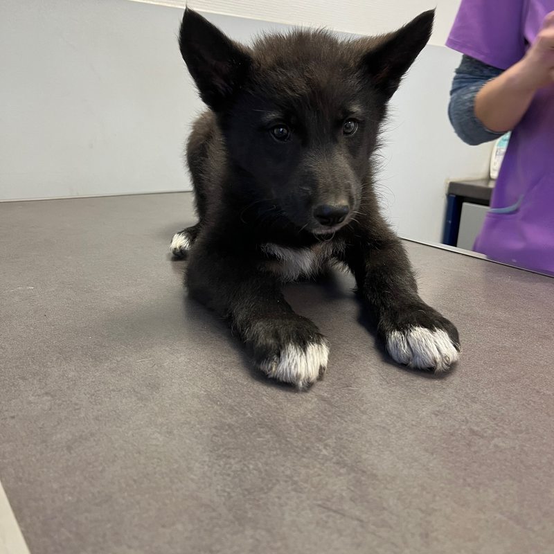 chiot Bleu