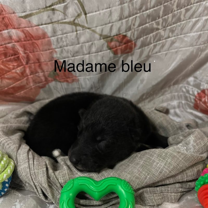 Bleu 7