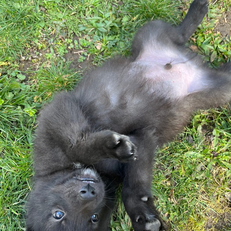 chiot Ciel