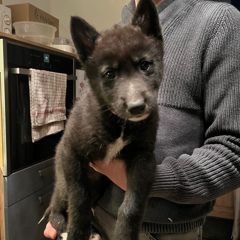 chiot Fuchsia