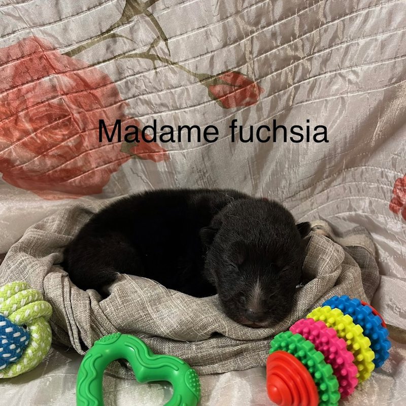Fuchsia 7