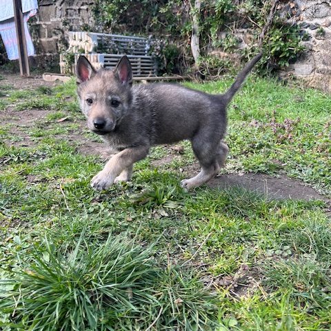 chiot Jaune
