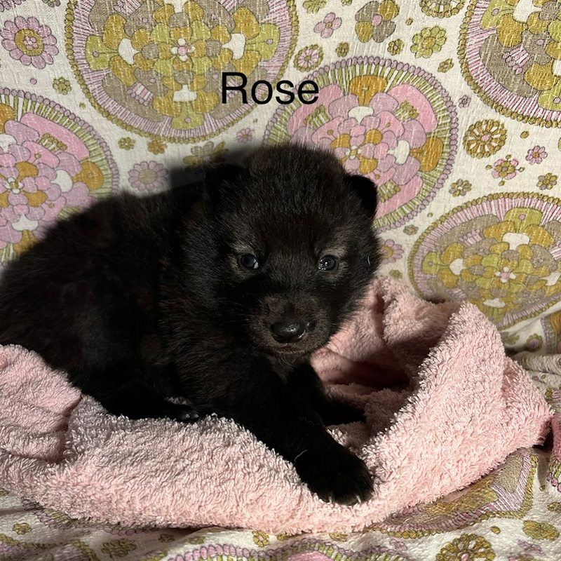 Rose 6