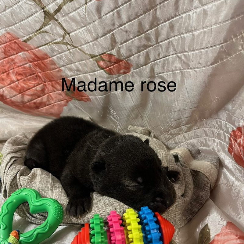 Rose 7
