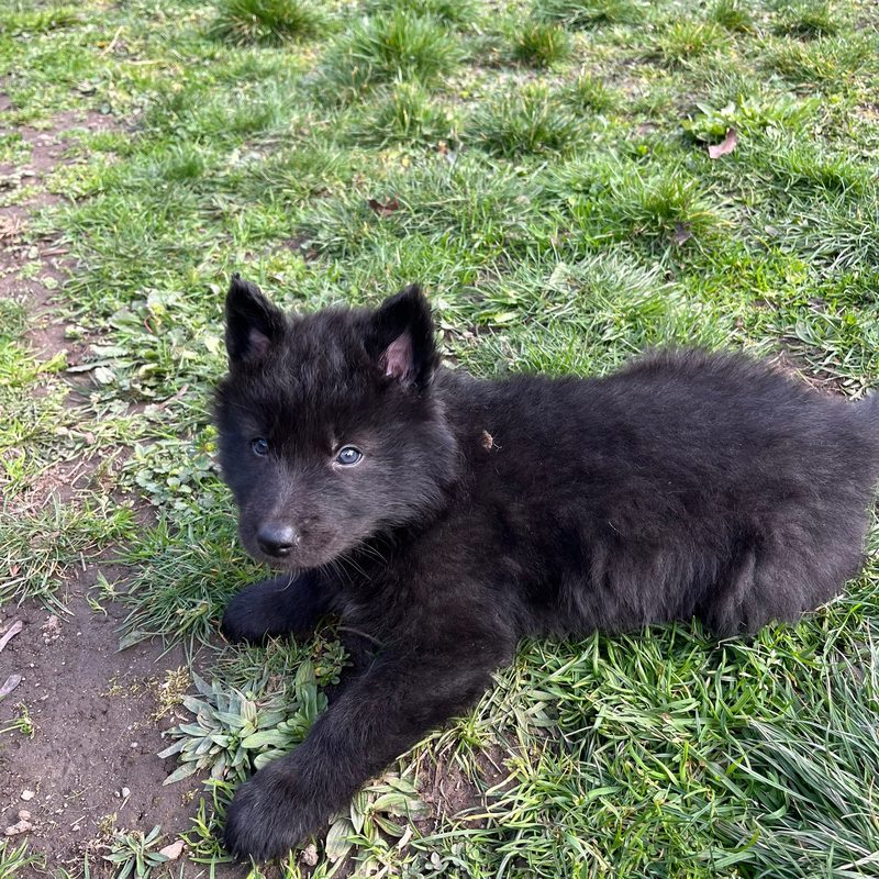chiot Rouge