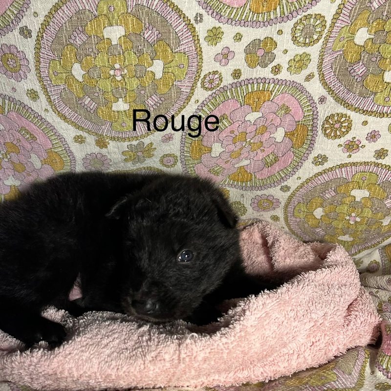 Rouge 6