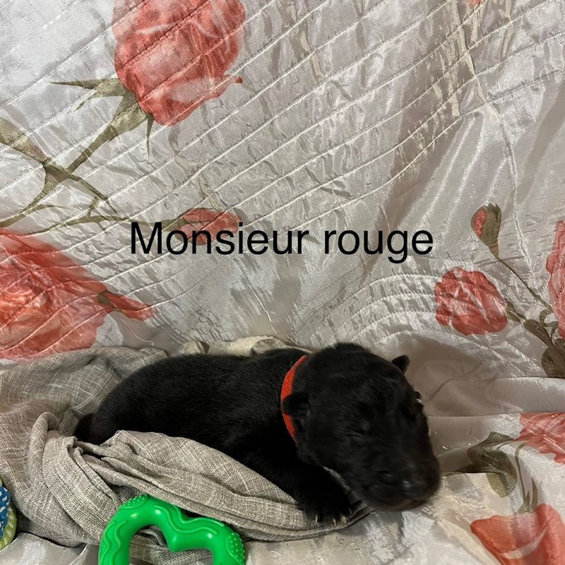 Rouge 7