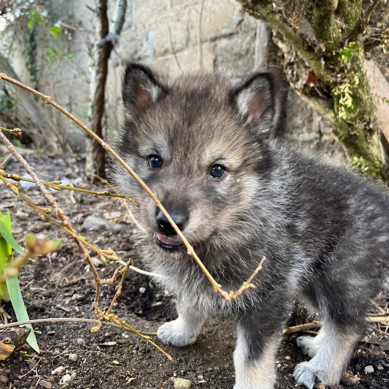 chiot Violet
