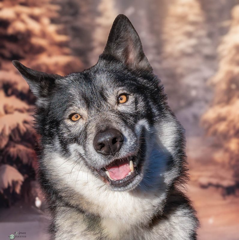 Tara, chien loup tchécoslovaque de l'élevage Des Terres de Winoha